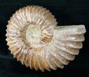 Heavy ( Wide) Mantelliceras Ammonite #12395-3